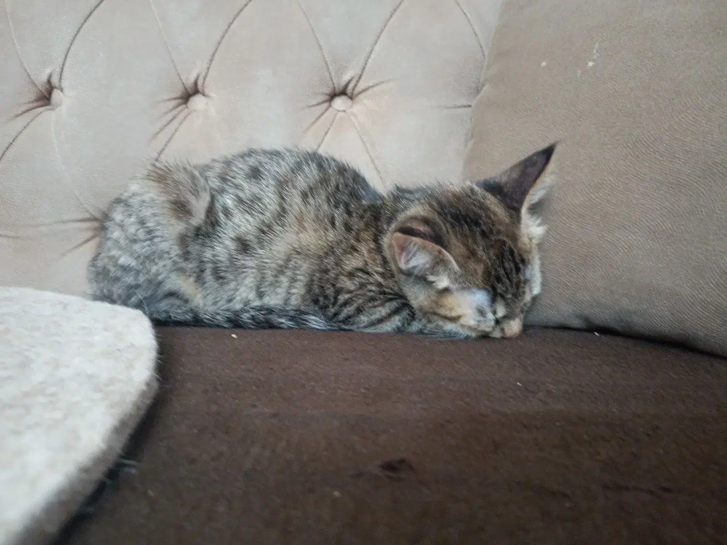 گربه ماده شیطون وبانمک|گربه|تهران, سلیمانی|دیوار