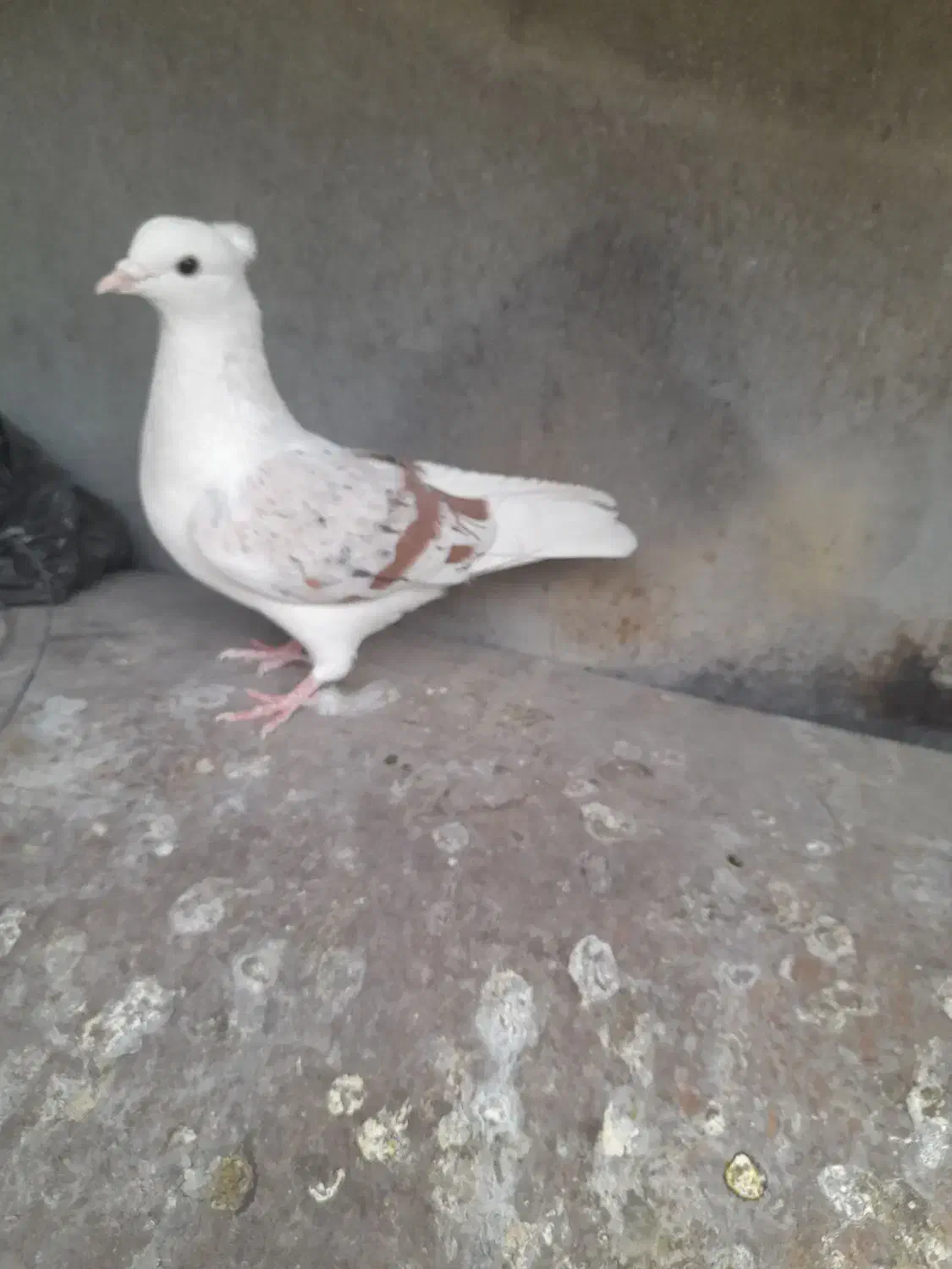 کبوتر|پرنده|دورود, |دیوار