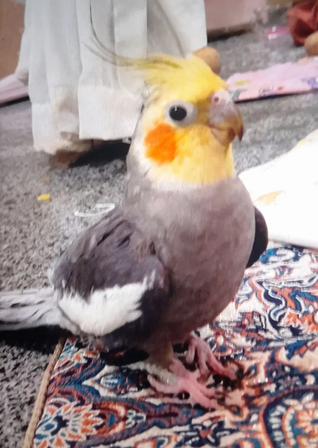 یک عروس هلندی طوسی زردرنگ گمشده امروز|حیوانات|میبد, |دیوار