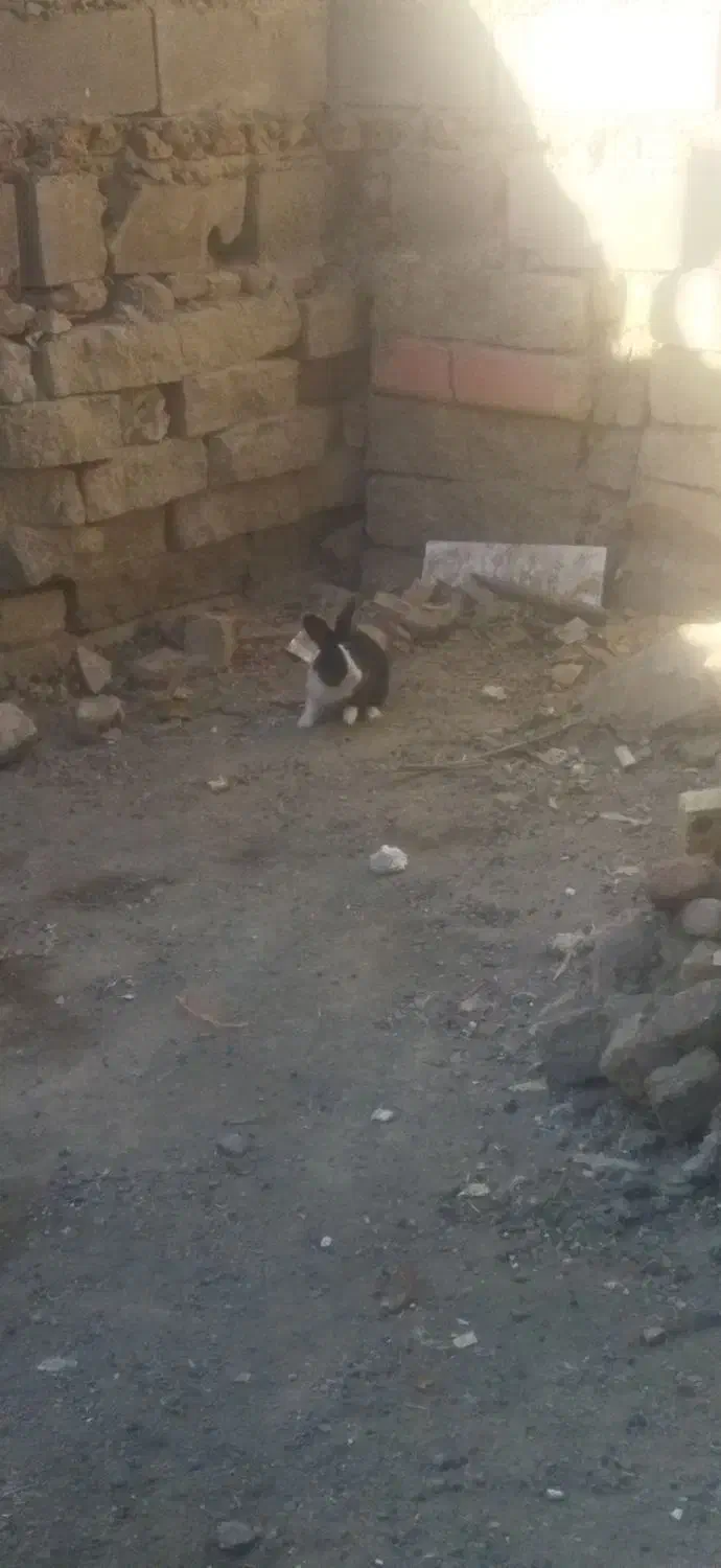 2 عدد خرگوش|موش و خرگوش|سنندج, |دیوار