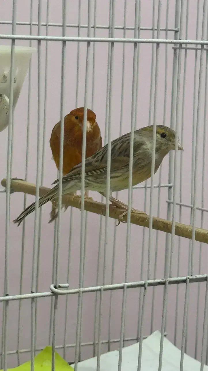 جفت قناری|پرنده|بیرجند, |دیوار