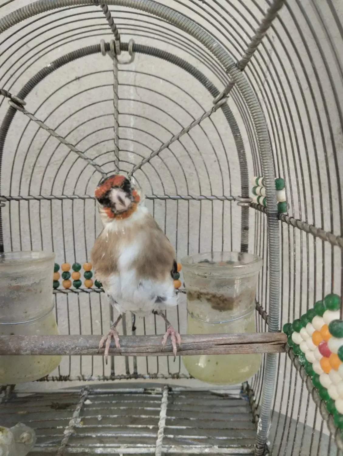 سهره دورگ سرسیا ماده جوجه قفسی زیر دهنی پر زور|پرنده|شیراز, رکنآباد|دیوار