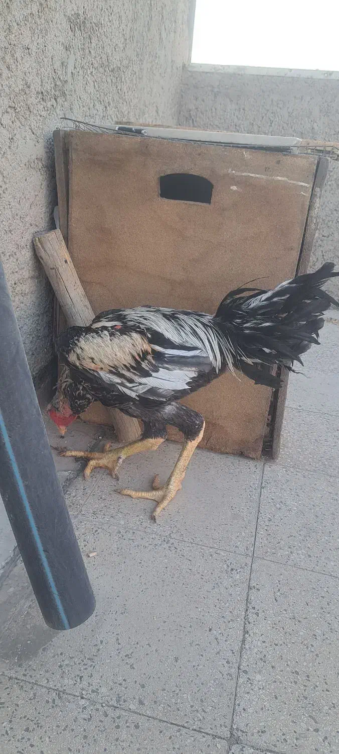 خروس لاری دوساله سالم فقط یکی از پاهاش میخچه داره|حیوانات مزرعه|شهریار, اسدآباد|دیوار