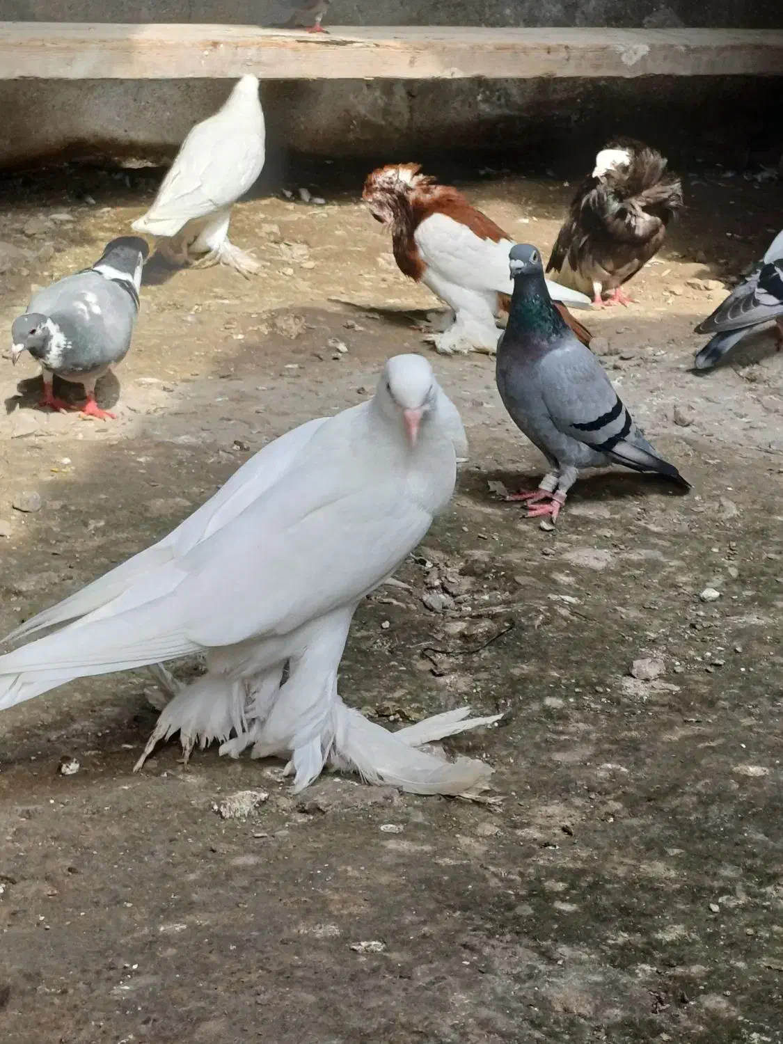 کبوتر ابومریم|پرنده|آمل, |دیوار