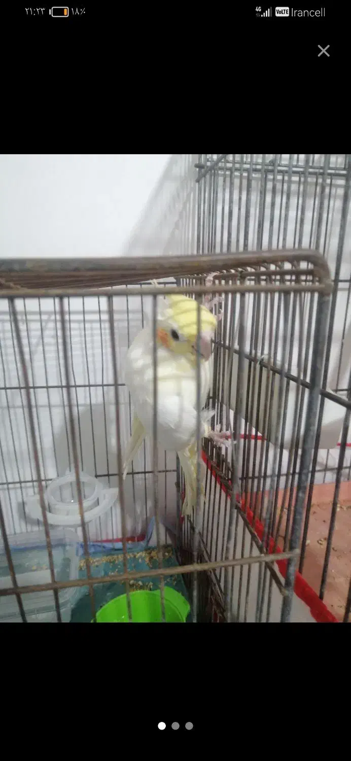 عروس هلندی نر  معاوضه|پرنده|پیشوا, |دیوار