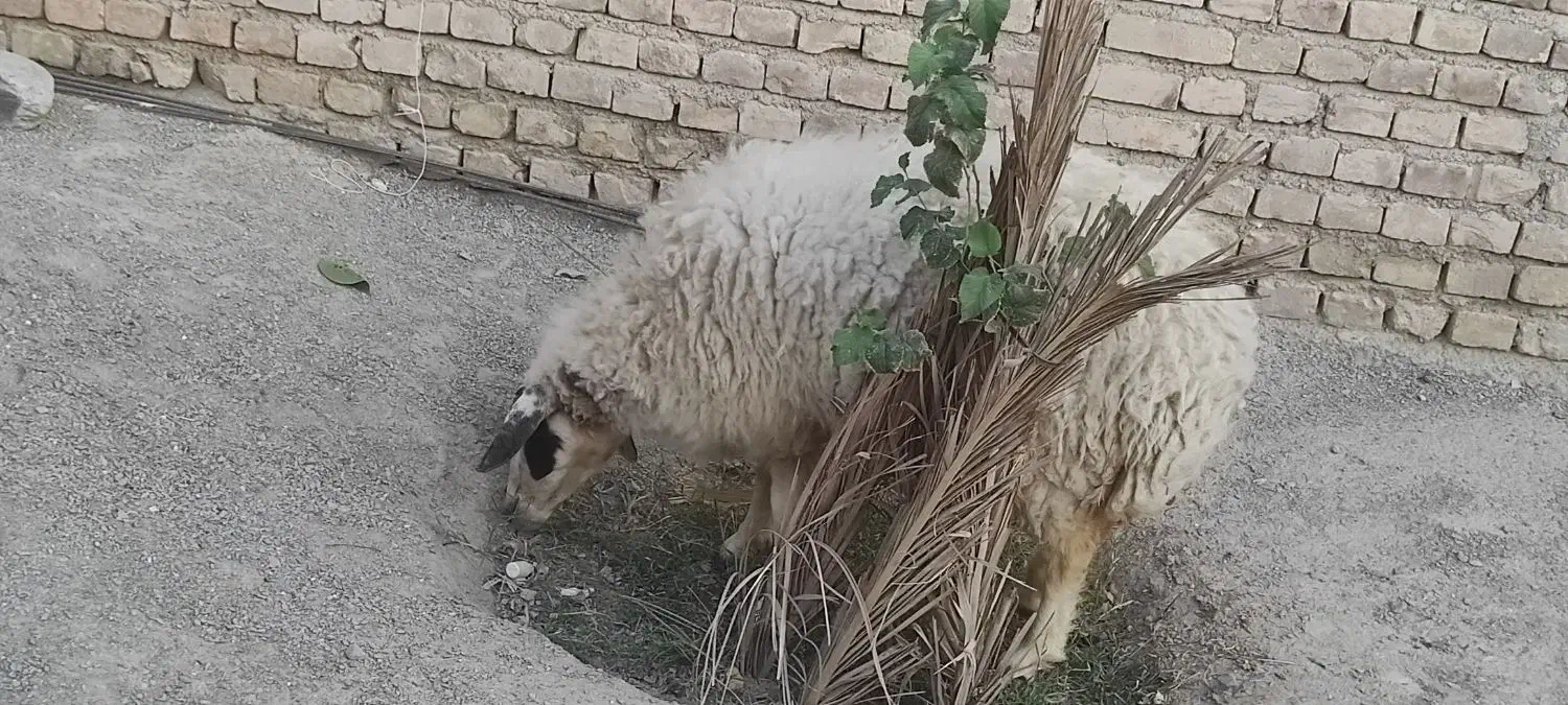 گوسفند|حیوانات مزرعه|سراوان, |دیوار