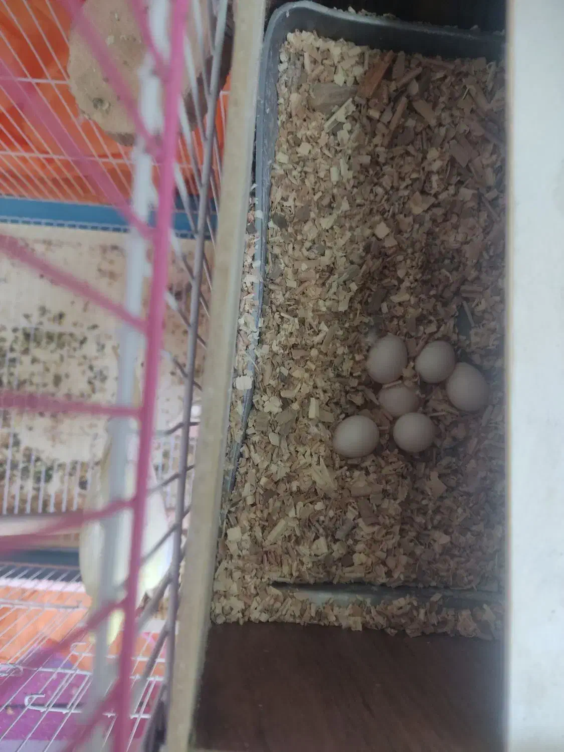 جفت مولد تضمینی پای کار|پرنده|شیراز, انجیر|دیوار