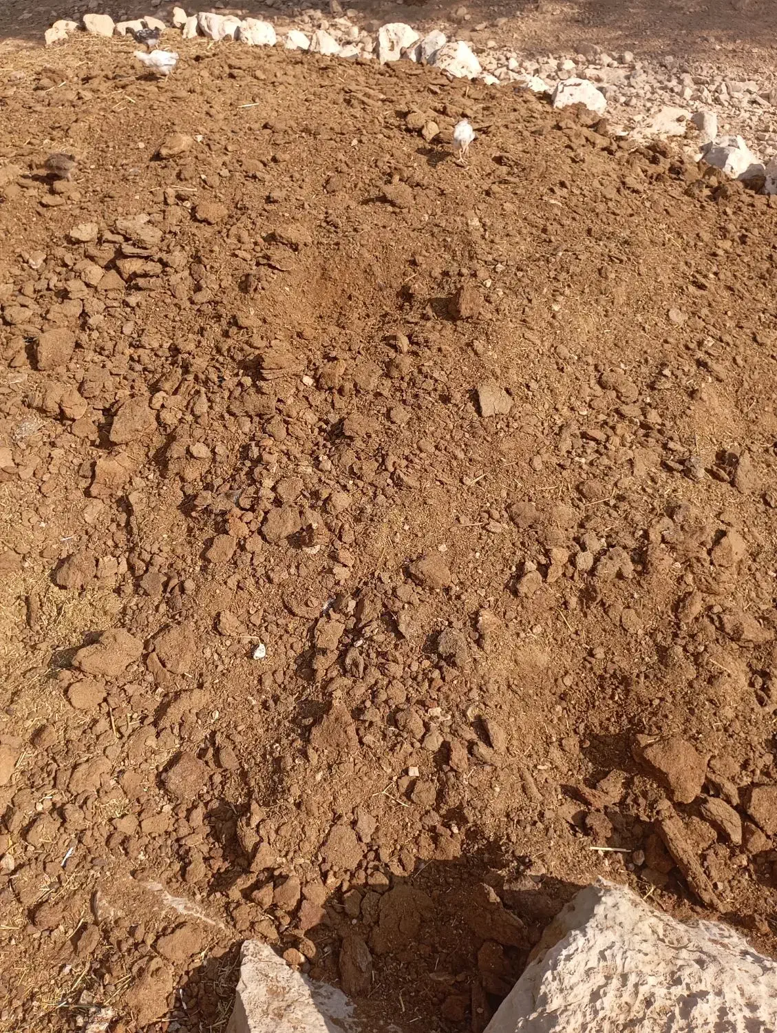 کودحیوانی|گل و گیاه طبیعی|کازرون, |دیوار