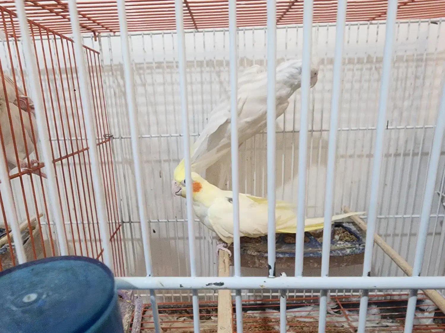 عروس هلندی البینیو|پرنده|گرگان, |دیوار