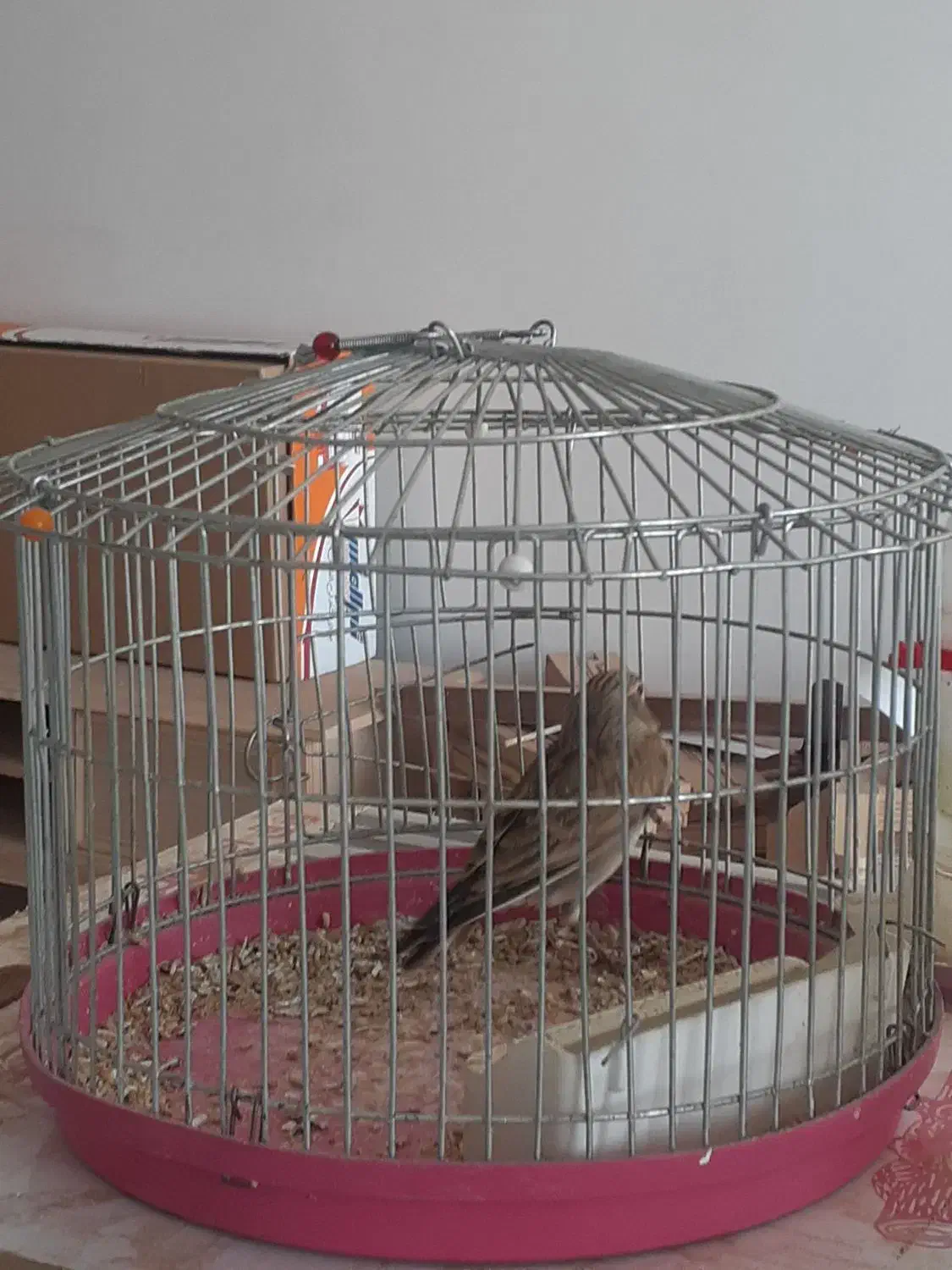 سهره خاکی|پرنده|بومهن, |دیوار