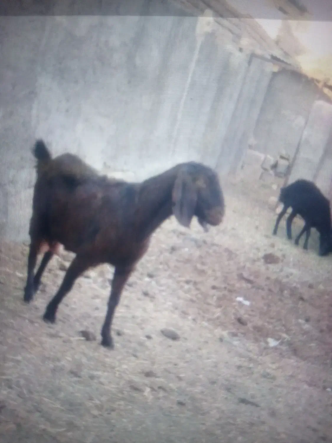 بز دورگ شیره ده الان نیم کیلو شیر میده13500|حیوانات مزرعه|ساوه, |دیوار