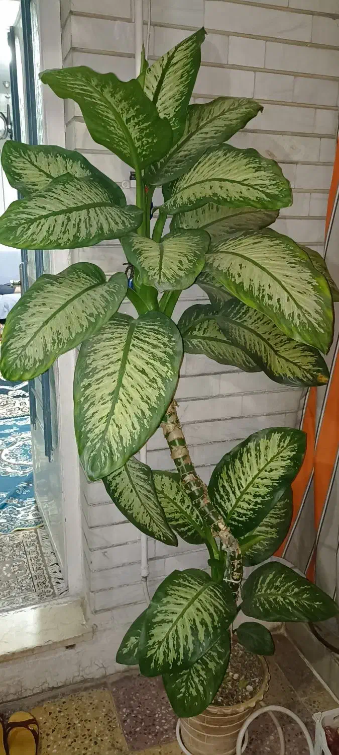 گل دیفن|گل و گیاه طبیعی|اندیمشک, |دیوار