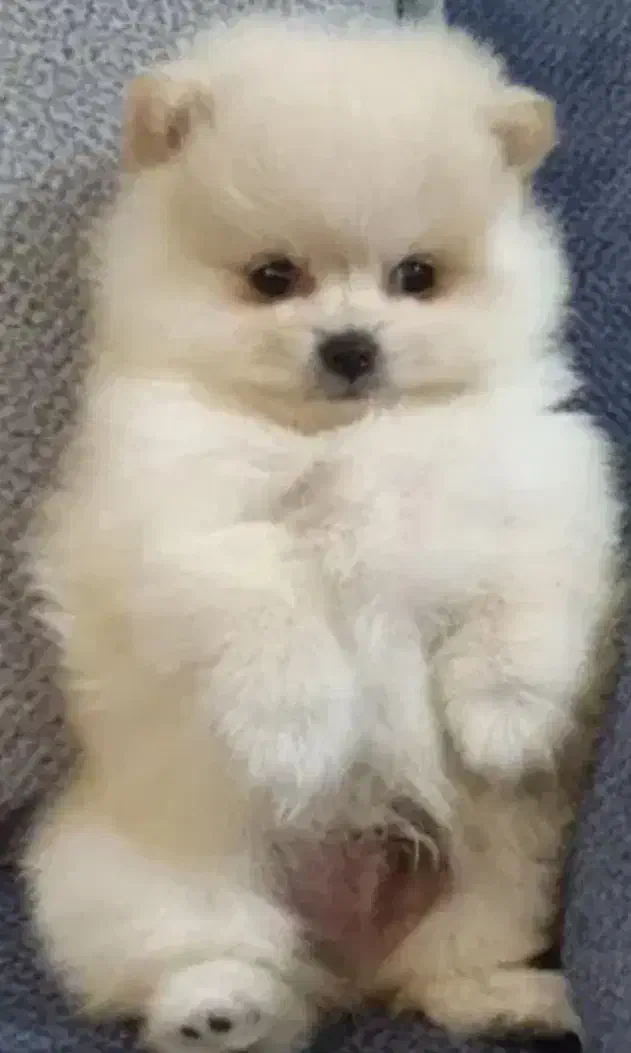 توله دو ماه بسیار بازیگوش آموزش دیده|سگ|مرودشت, فرهنگ|دیوار