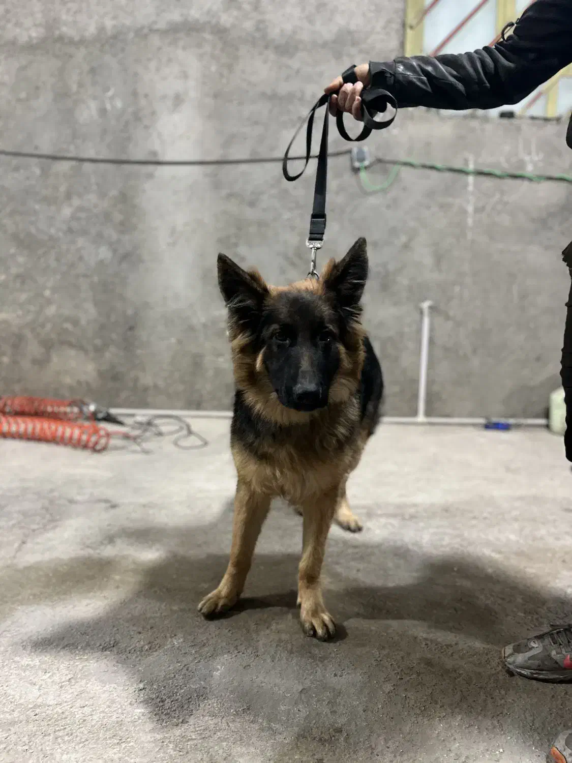 سگ ژرمن شولاین|سگ|شاهرود, |دیوار