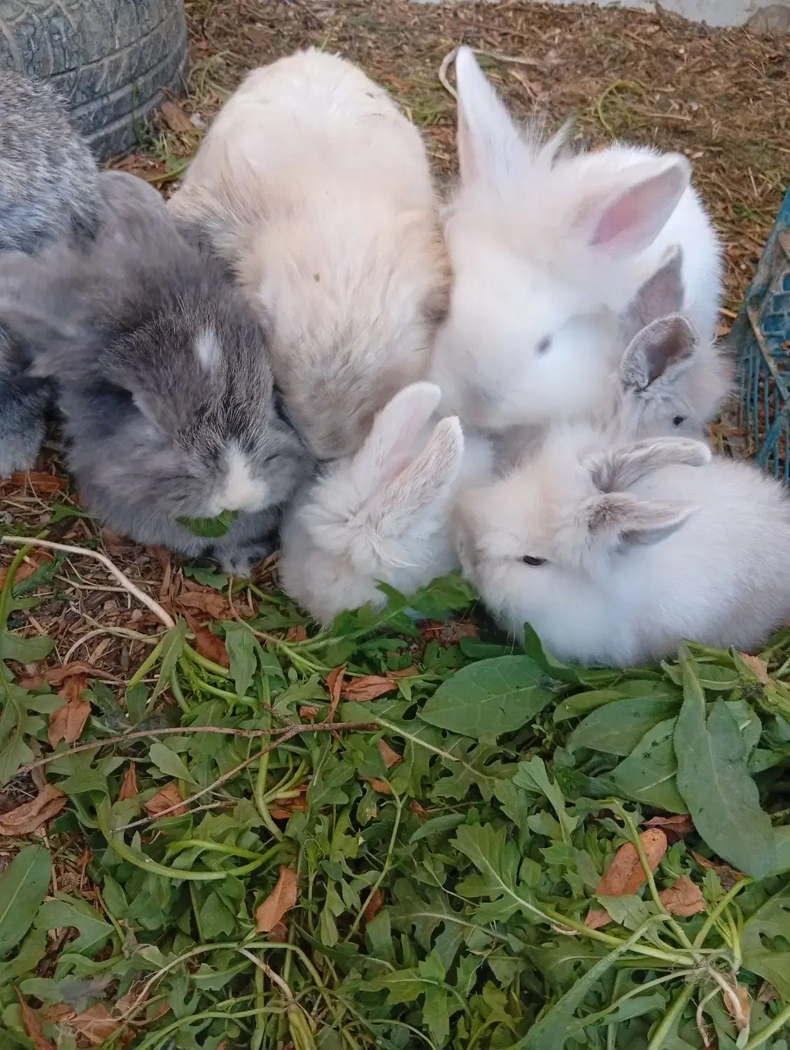 بچه خرگوش های لوپ|موش و خرگوش|یزد, |دیوار