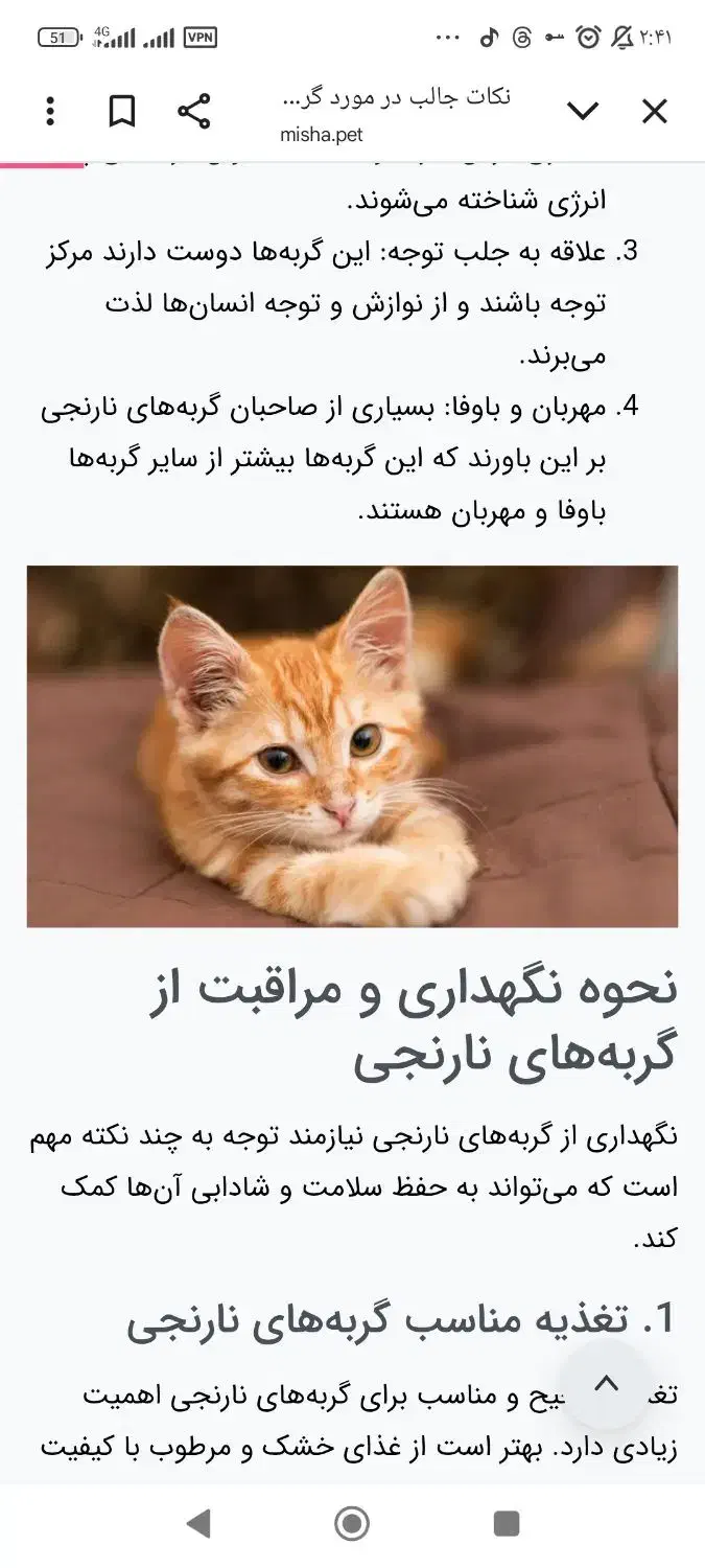 واگذاری  گربه نارنجی|گربه|اهواز, مجاهد|دیوار