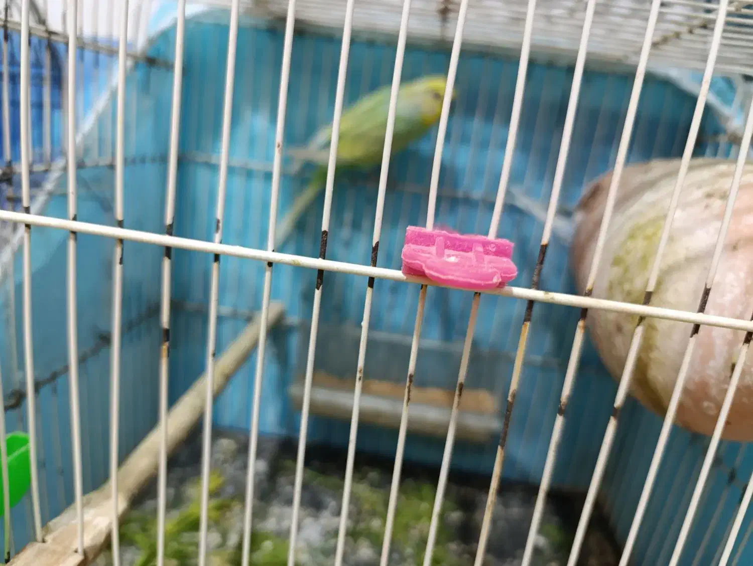 مرغ عشق|پرنده|زابل, |دیوار