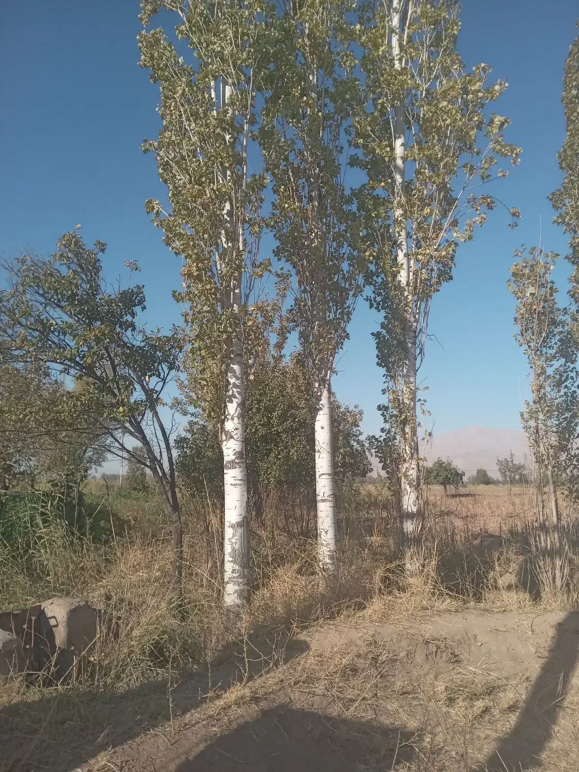 خرید چوب درخت قلمه،ضایعات میوه و چوب دام|خدمات باغبانی و درختکاری|خوی, |دیوار