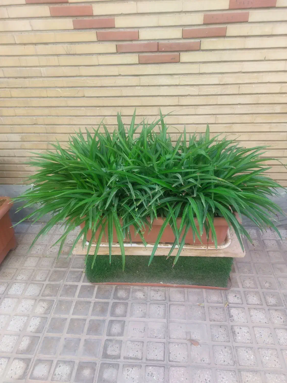 گل گندمی|گل و گیاه طبیعی|تهران, مشیریه|دیوار