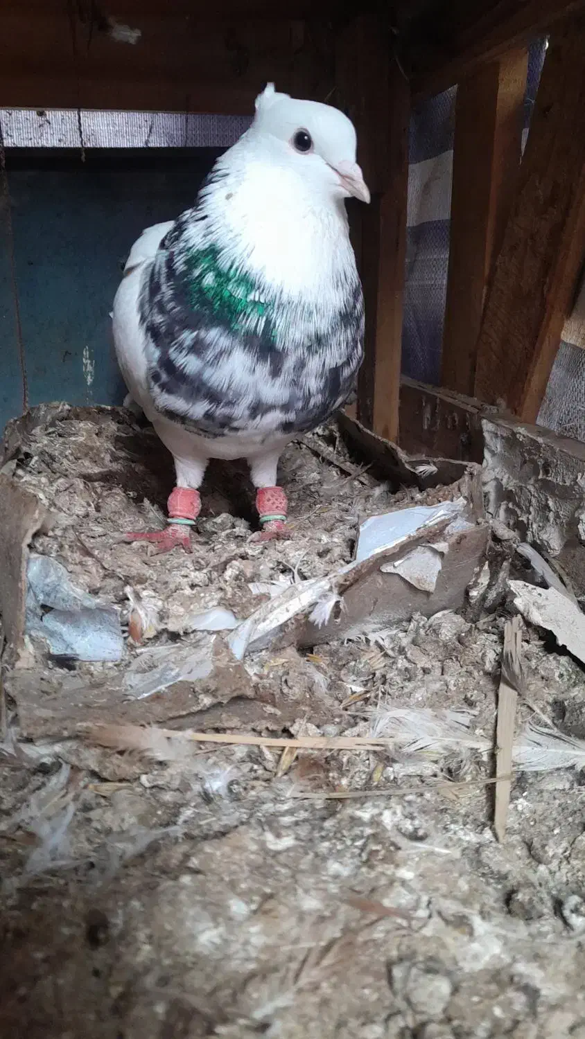 طوق زرین نر.طوق قهوه ای خال دار نر.شازده هفترنگ نر|پرنده|شوشتر, |دیوار