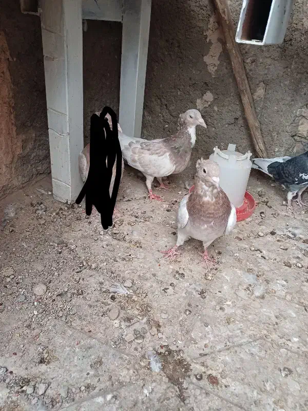 یک ماده کله هما بادوتا جوجه هفرنگ کله هما|پرنده|اسفراین, |دیوار