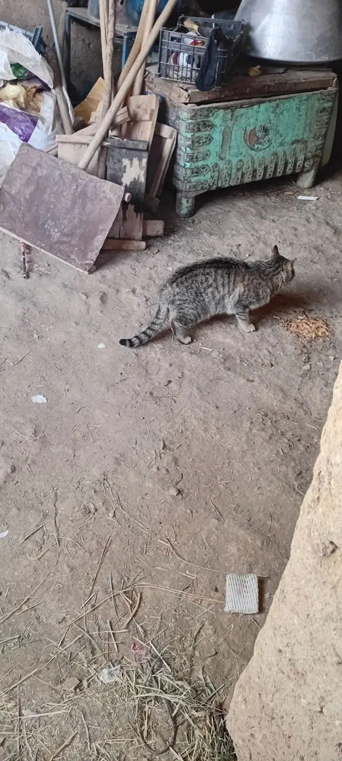 گربه|گربه|تویسرکان, |دیوار