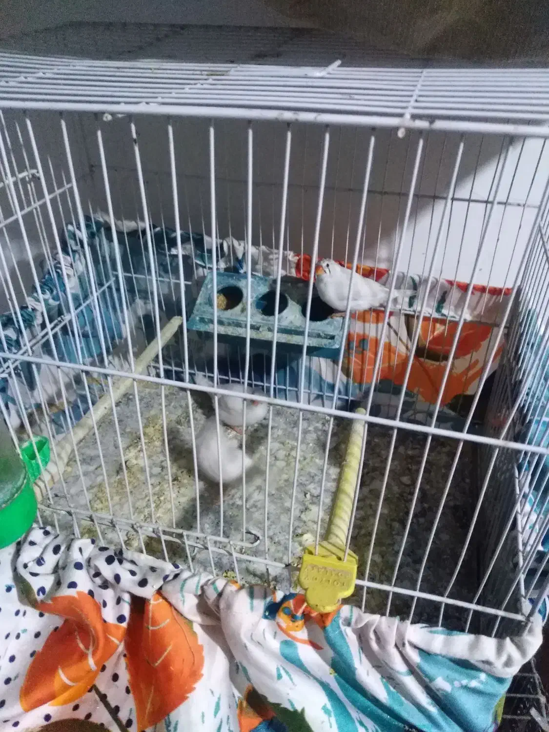 3 تا فنچ ماده آماده|پرنده|قوچان, |دیوار