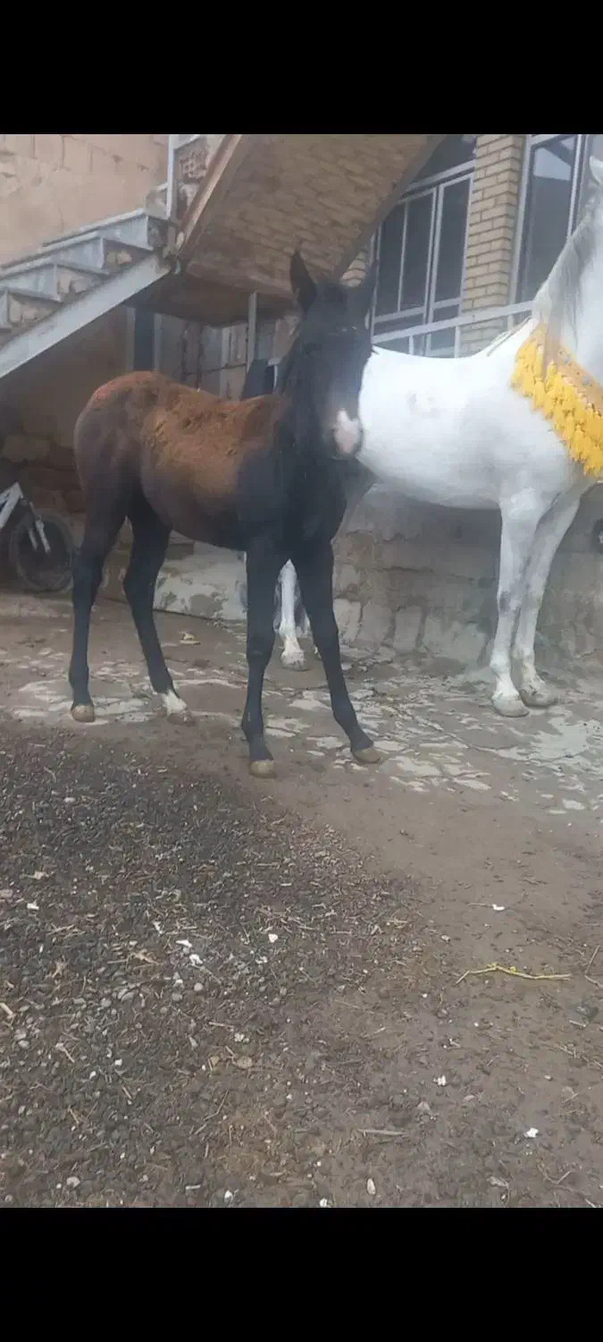 اسب مادیان|اسب و تجهیزات اسب‌سواری|نظر کهریزی, |دیوار