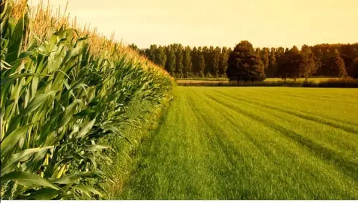 زمین ۲۵۰ متر جاده بهمن صغاد|فروش زمین و ملک کلنگی|بهمن صغاد, |دیوار