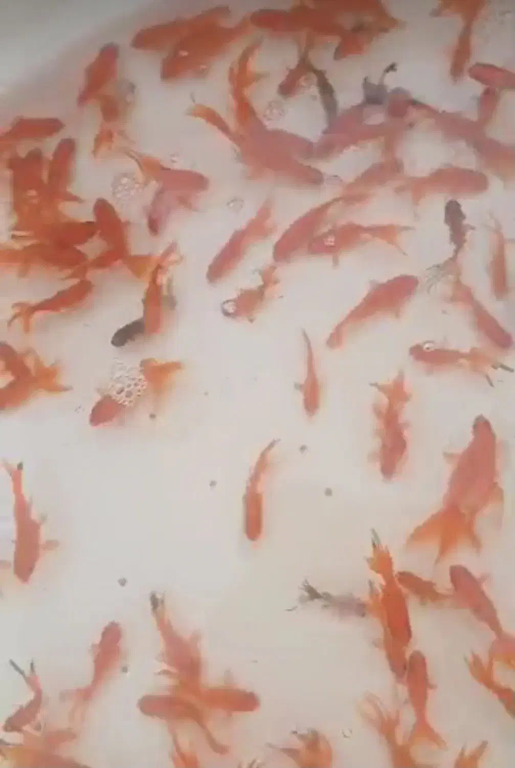 انواع ماهی گلدفیش و ماهی قرمز|ماهی|آمل, |دیوار