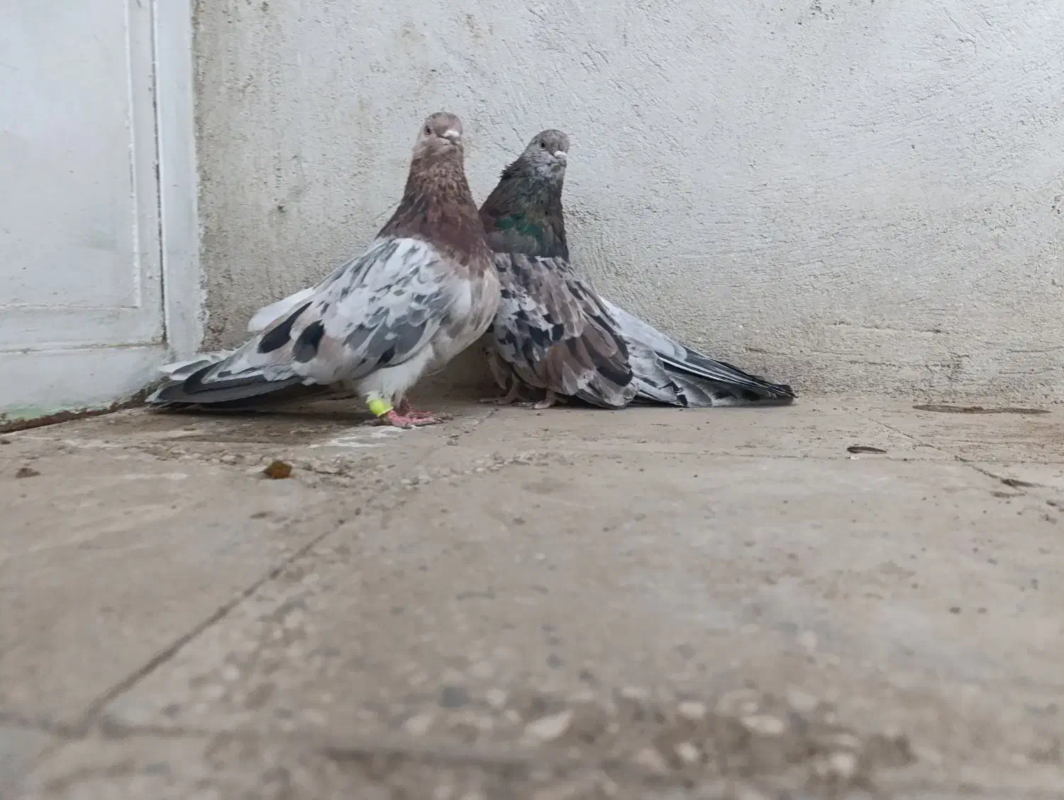 سرور کشیده|پرنده|همدان, |دیوار