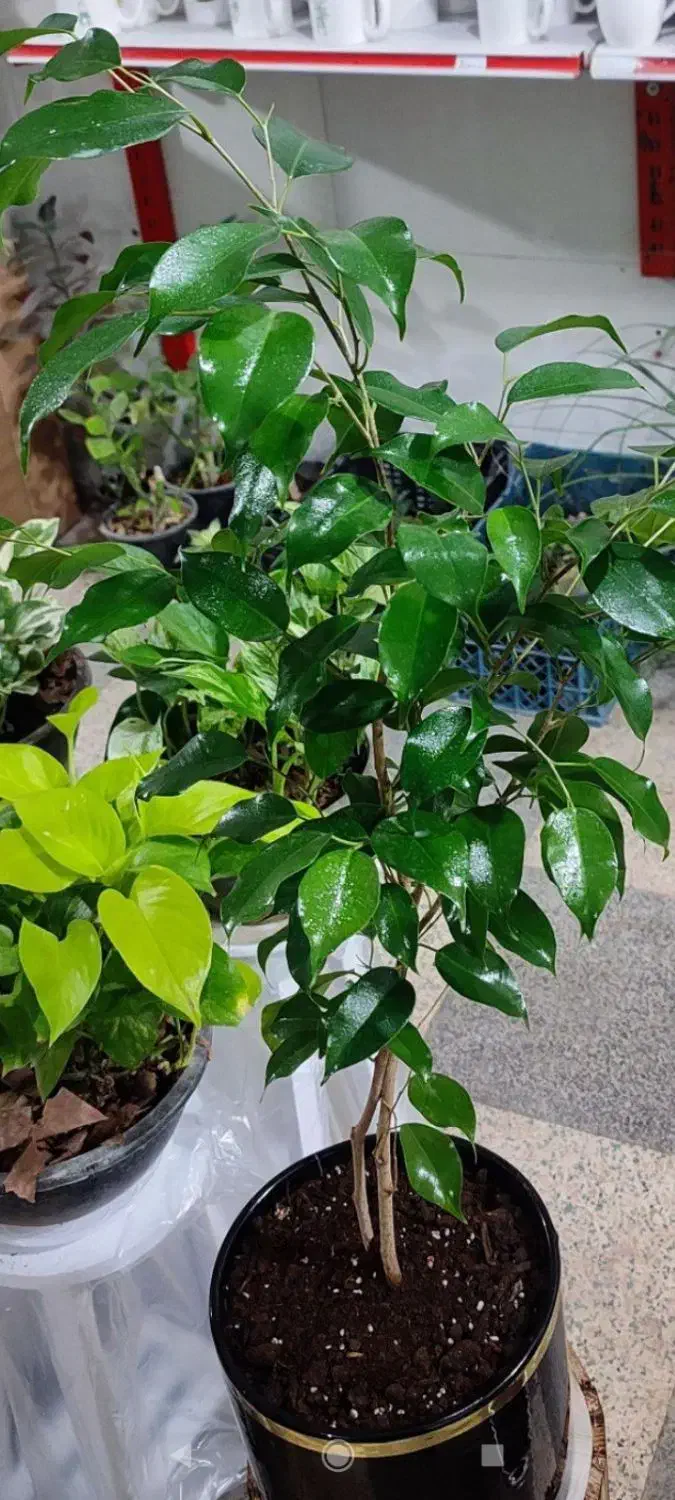 گل انار ۸۰|گل و گیاه طبیعی|بروجرد, |دیوار