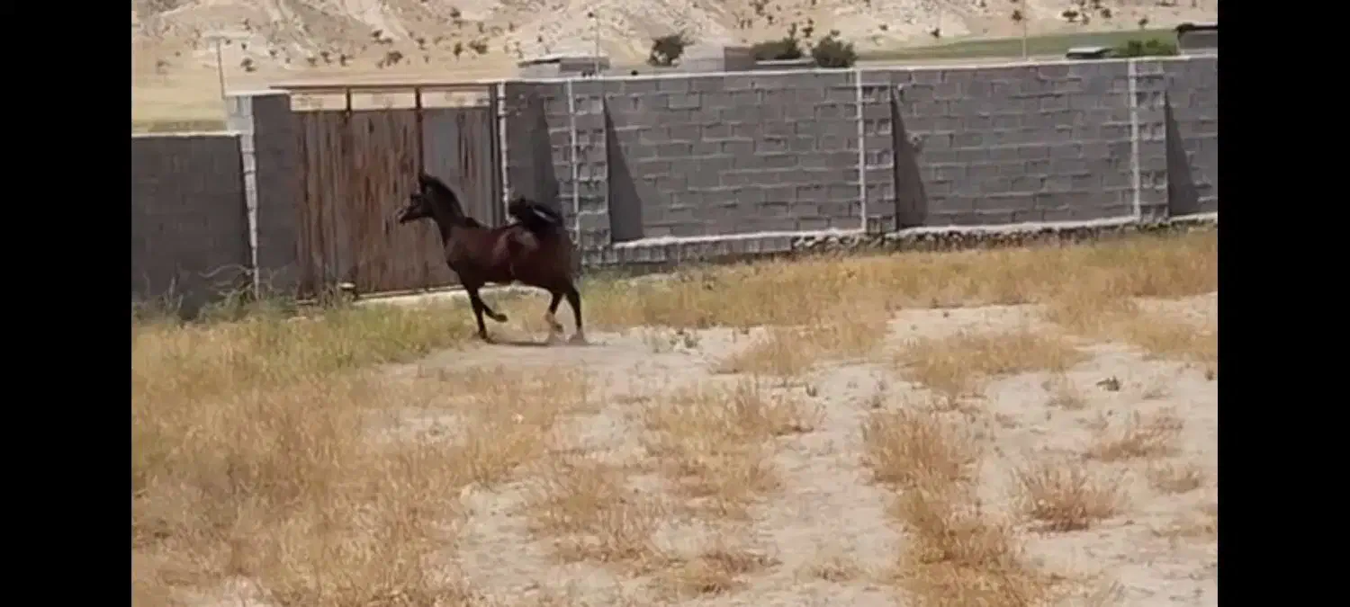 کره نریون دوساله|اسب و تجهیزات اسب‌سواری|کازرون, |دیوار