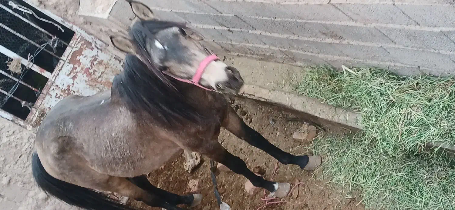 اسب نریون جوان|اسب و تجهیزات اسب‌سواری|تربت جام, میان جام|دیوار