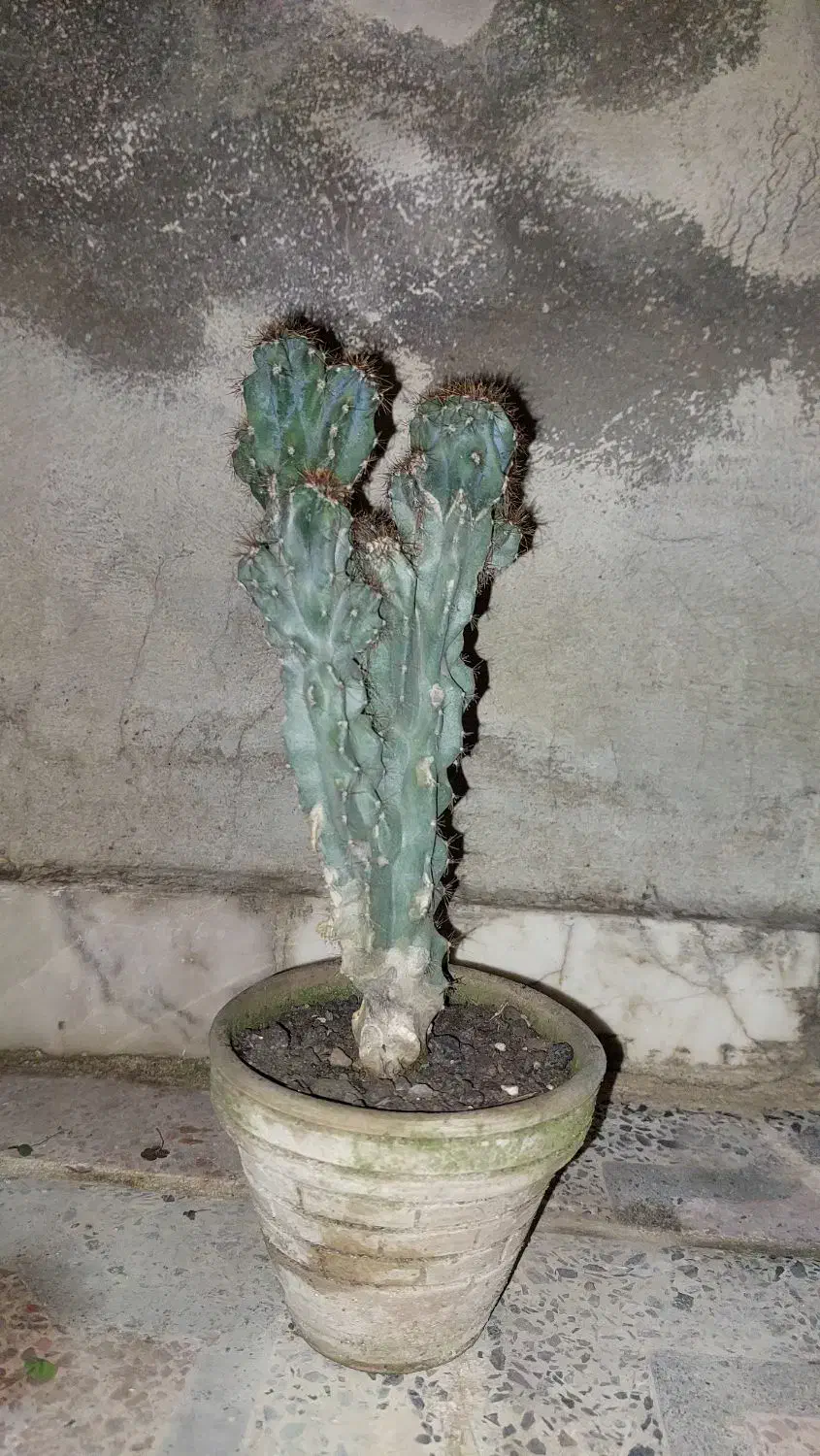 گلی|گل و گیاه طبیعی|گرگان, |دیوار