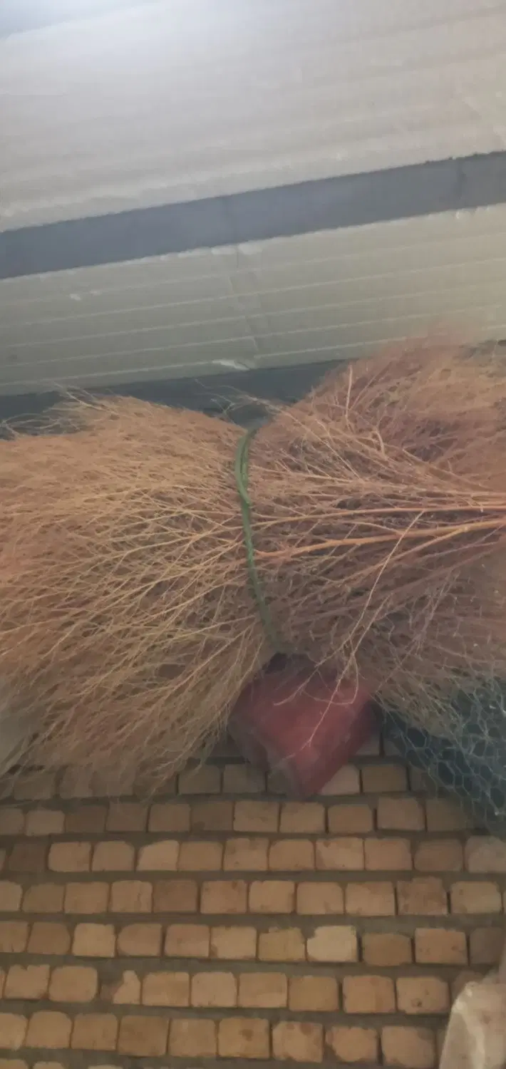 جارو محلی|لوازم نظافت|بروجرد, |دیوار