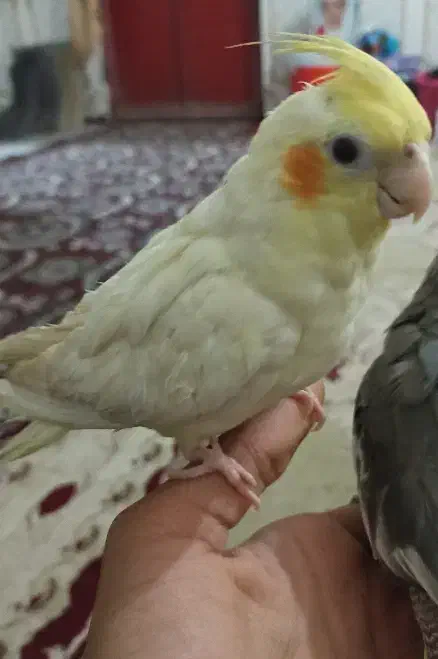 عروسی هلندی|پرنده|شادگان, |دیوار