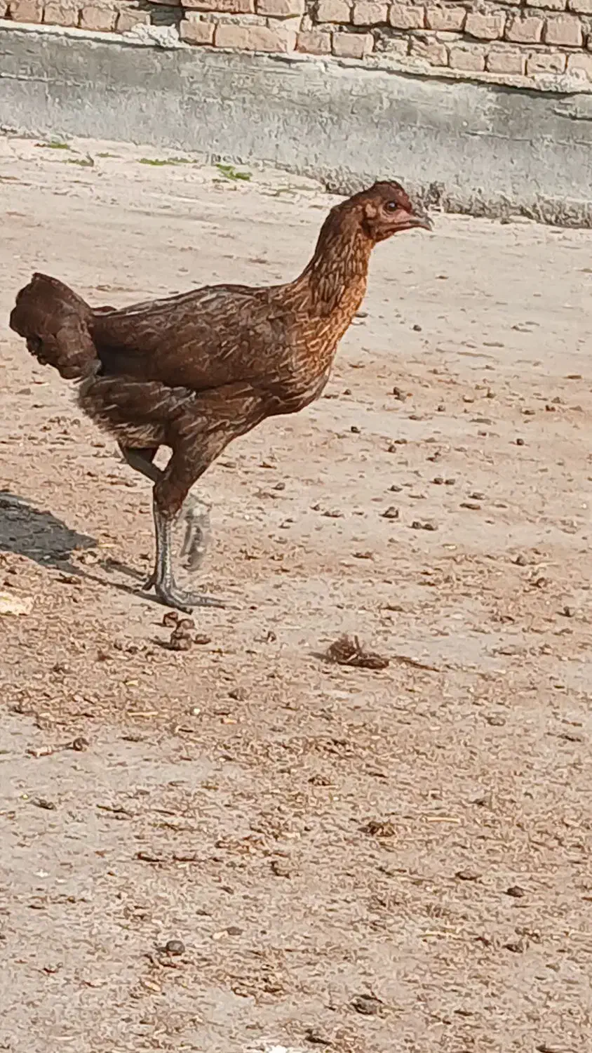 مرغ و جوجه|حیوانات مزرعه|گمیشان, |دیوار