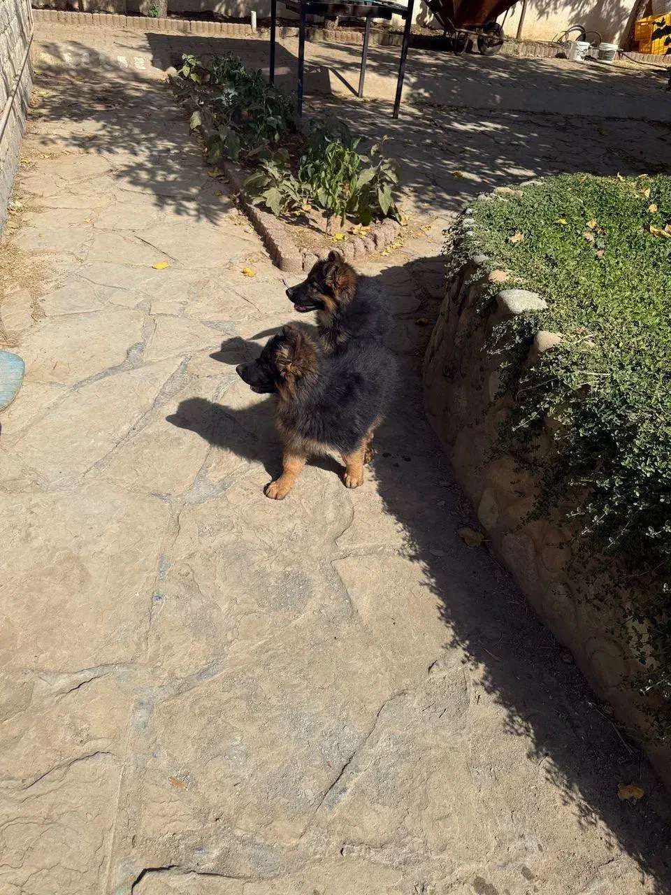 توله ژرمن دوماهه|سگ|چهارباغ, |دیوار