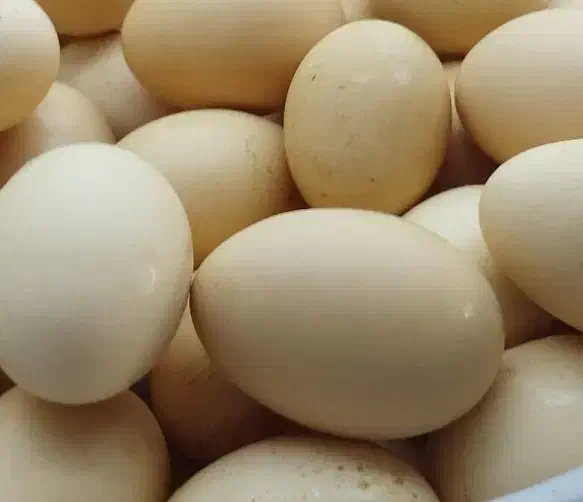 تخم مرغ محلی|خوردنی و آشامیدنی|مشهد, شهرک مهر آباد|دیوار