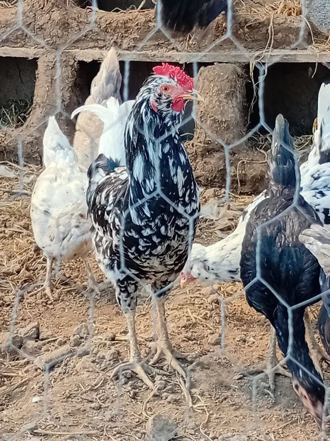 مرغ وخروس گلین جوجه لاری بوقلمون ماده|حیوانات مزرعه|مزرعه کتول, |دیوار