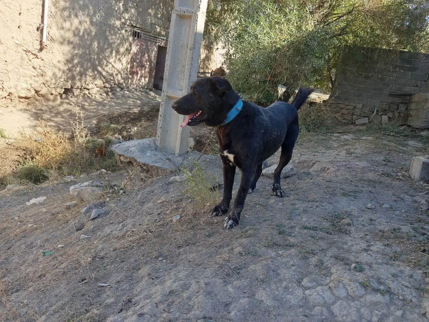 سگ سرابی|سگ|بیلوار, |دیوار