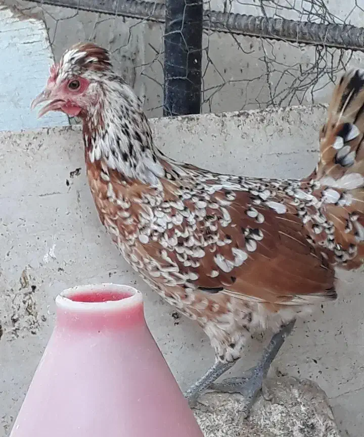 تخم نطفه دار گلین گیل لری|حیوانات مزرعه|کرج, شعبان‌آباد|دیوار