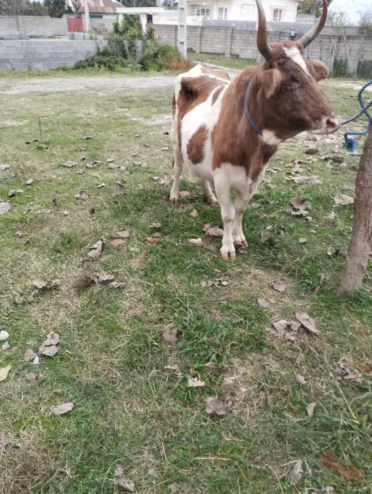 گاو چالوسی|حیوانات مزرعه|فومن, |دیوار