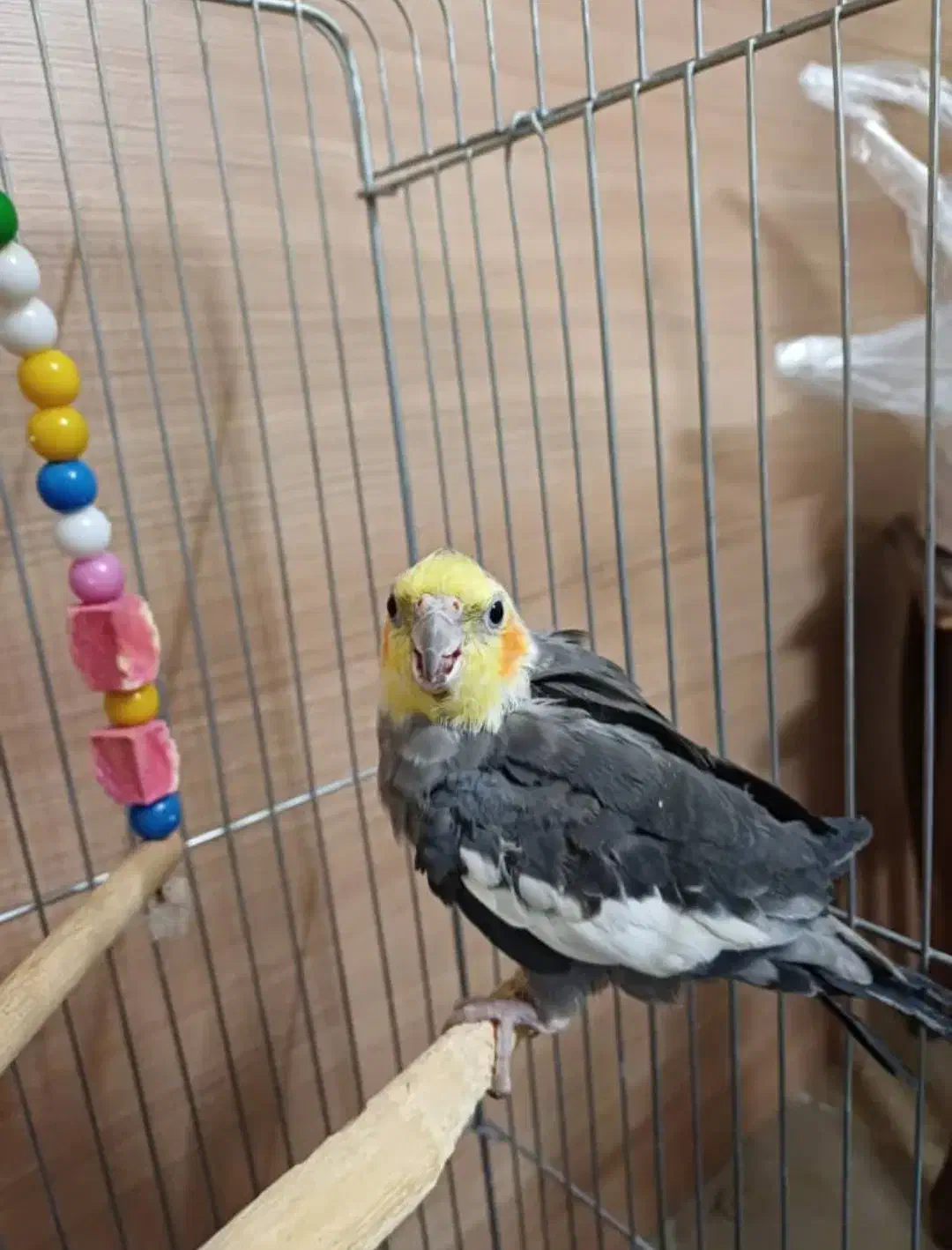 عروس هلندی|پرنده|تهران, ائمه اطهار|دیوار