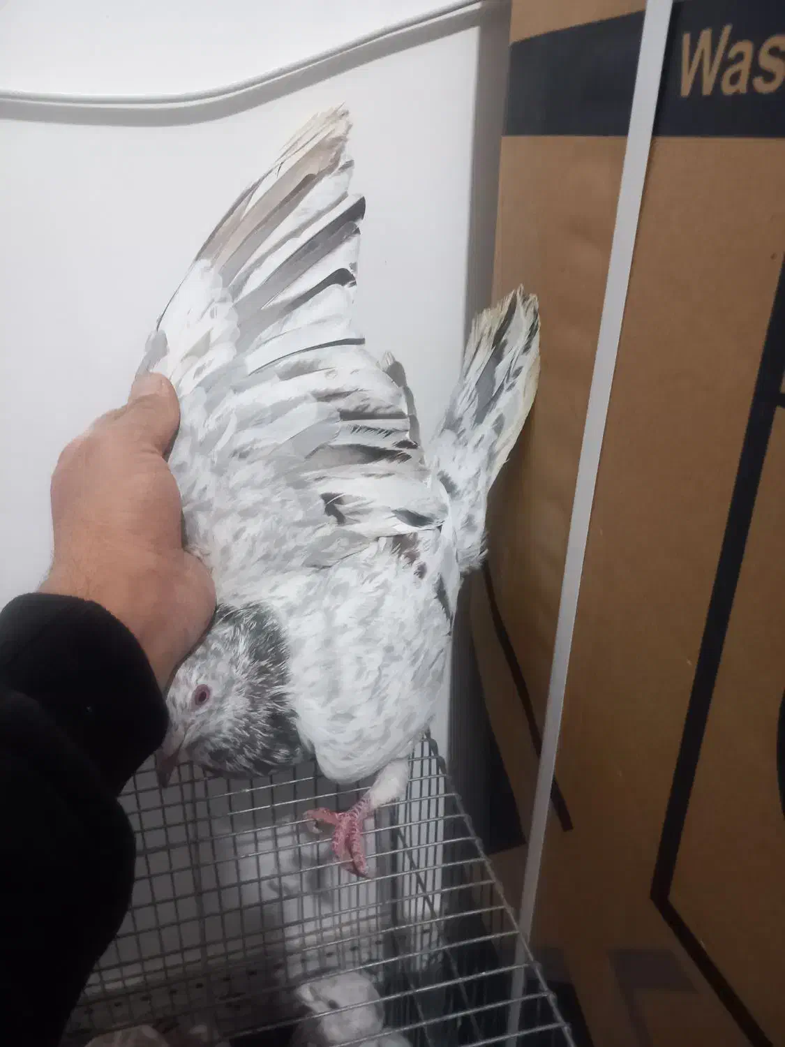 یک جفت خال سرکی نر|پرنده|لالجین, |دیوار