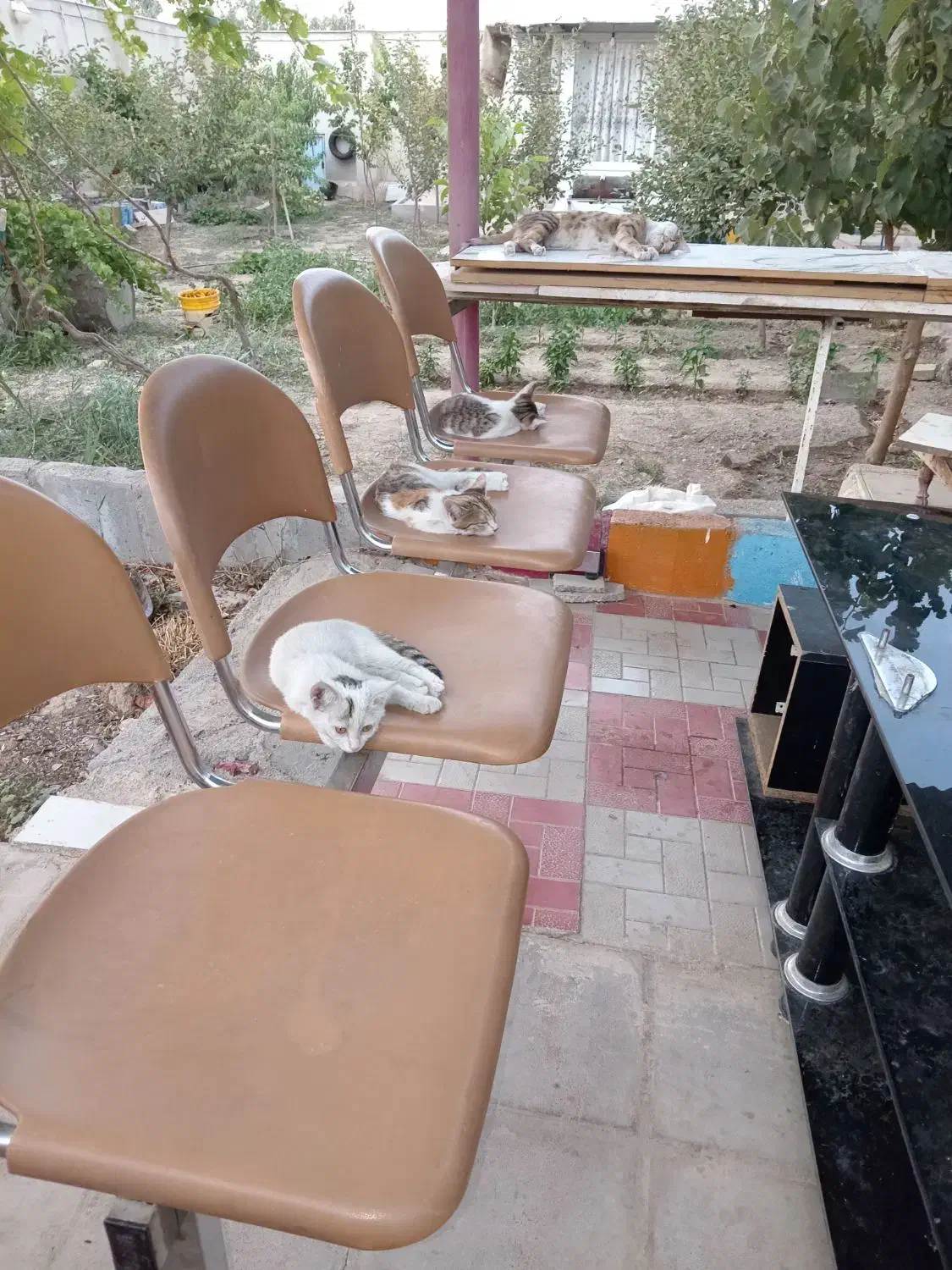 واگذاری 2 عدد گربه خانگی|گربه|زنجان, |دیوار