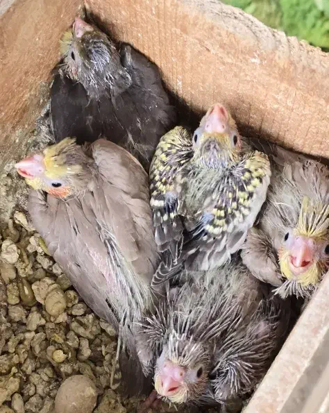 ۵ عدد جوجه عروس هلندی ۱ ماهه|پرنده|کوچصفهان, |دیوار