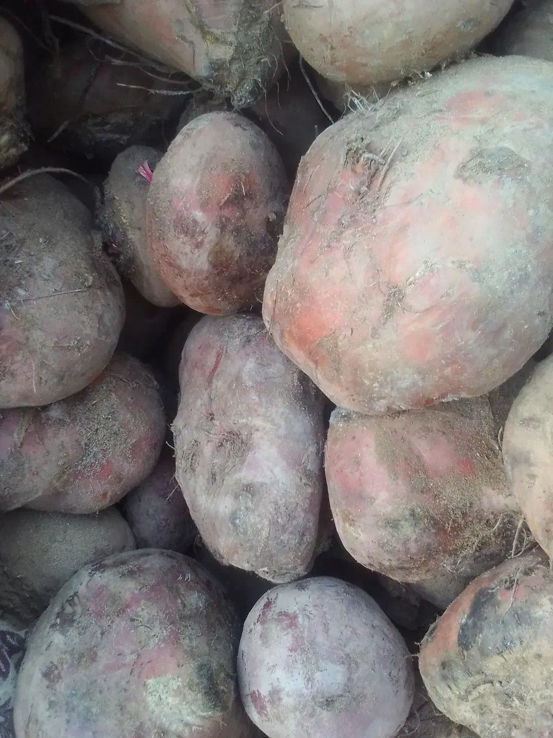 چقندر|عمده‌فروشی|صوفیان, |دیوار