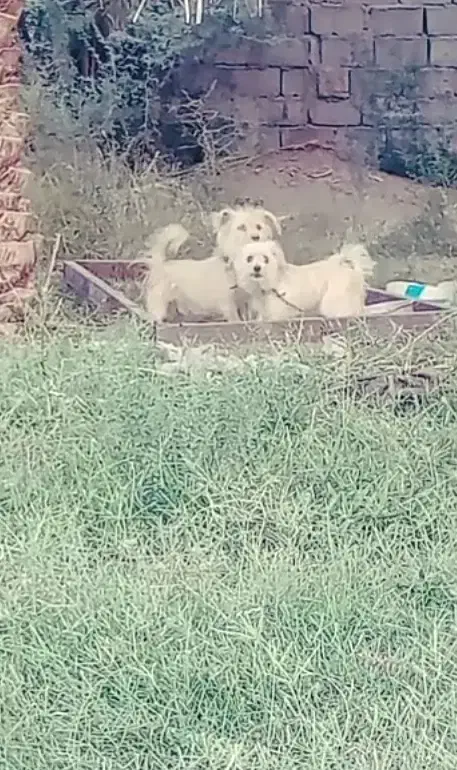 سگ پشمالو|سگ|ریگان, |دیوار